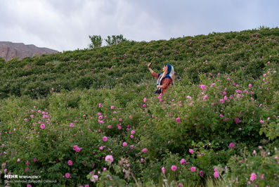 برداشت گل محمدی