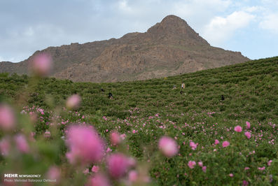 برداشت گل محمدی