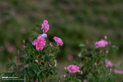 برداشت گل محمدی