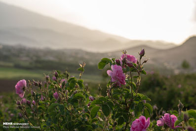 برداشت گل محمدی