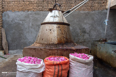 برداشت گل محمدی