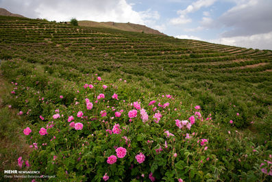 برداشت گل محمدی