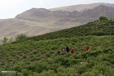 برداشت گل محمدی