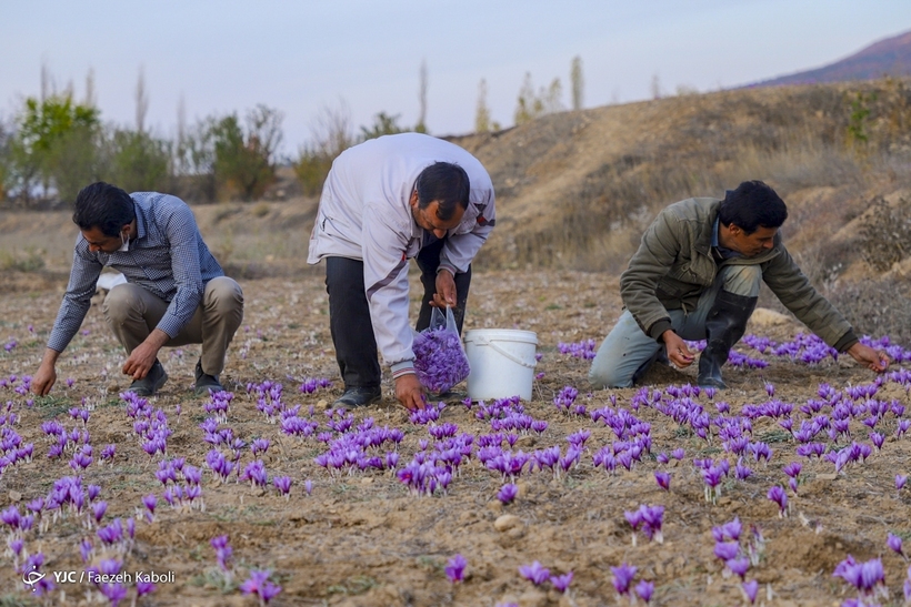 پیچیدن عطر زعفران در گلستان