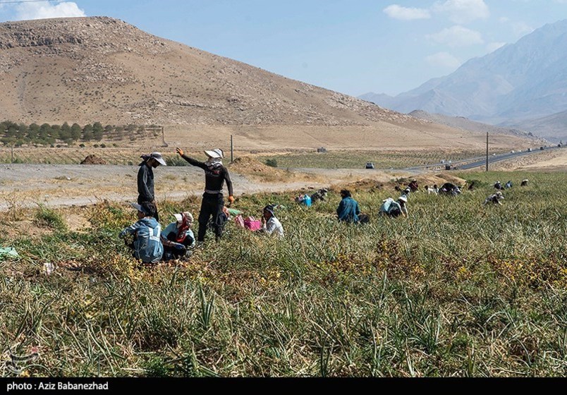 برداشت پیاز قرمز از مزارع کشاورزی شهرستان ازنا - لرستان 