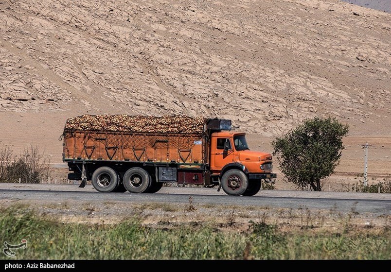 برداشت پیاز قرمز از مزارع کشاورزی شهرستان ازنا - لرستان 