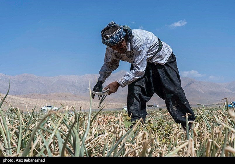 برداشت پیاز قرمز از مزارع کشاورزی شهرستان ازنا - لرستان 