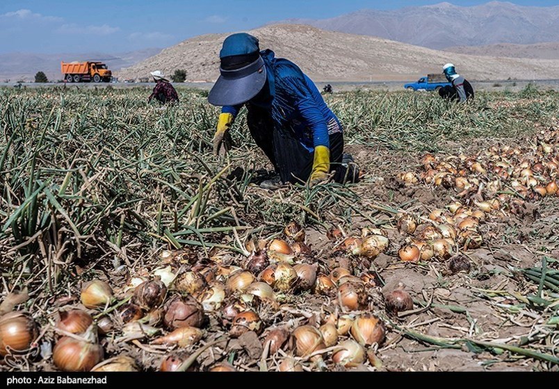 برداشت پیاز قرمز از مزارع کشاورزی شهرستان ازنا - لرستان 