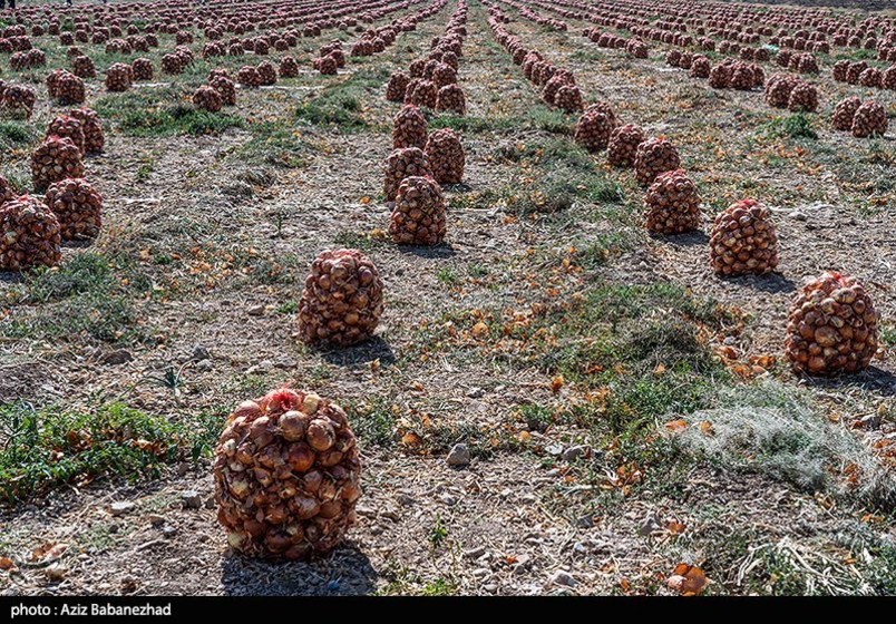 برداشت پیاز قرمز از مزارع کشاورزی شهرستان ازنا - لرستان 