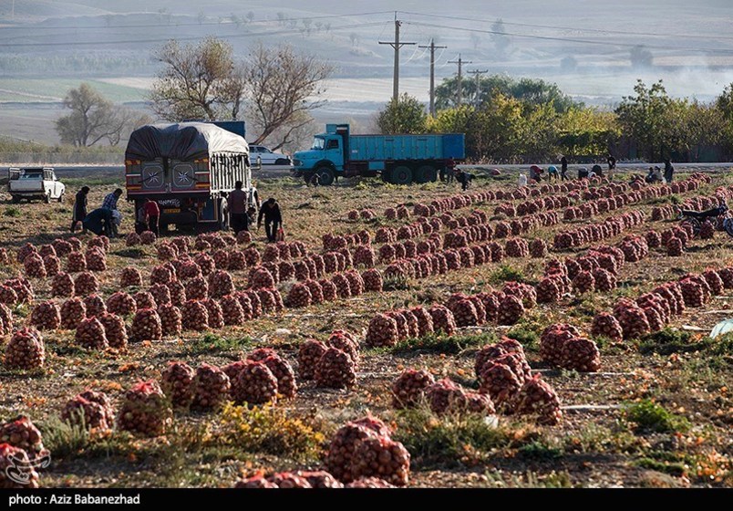 برداشت پیاز قرمز از مزارع کشاورزی شهرستان ازنا - لرستان 