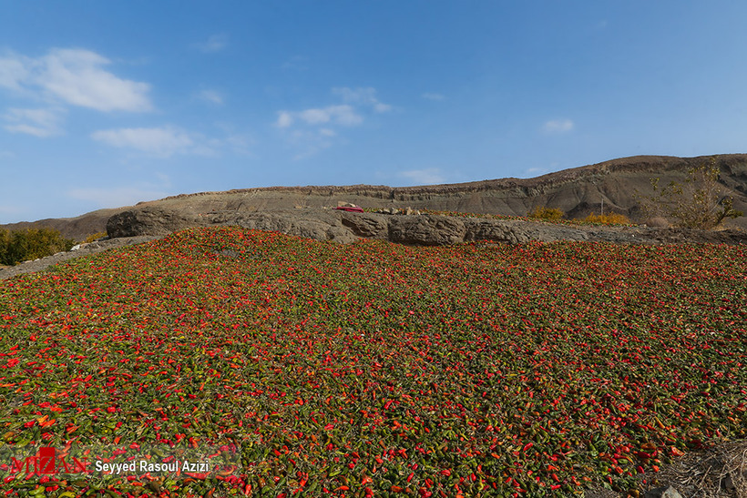 بیزه سرزمین فلفل