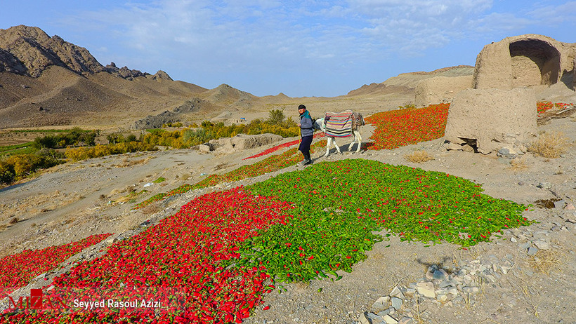 بیزه سرزمین فلفل