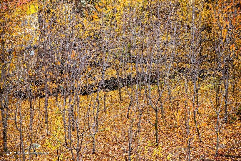 طبیعت پاییزی روستای «آهار»