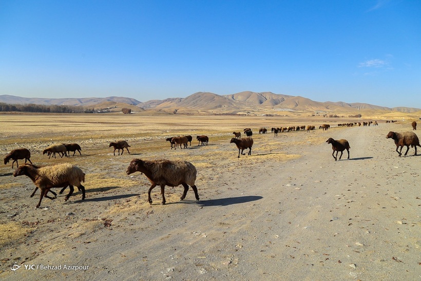 مرگ تالاب «قوری‌گل»