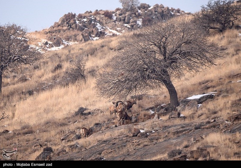 طبیعت زمستانی جزایر دریاچه ارومیه