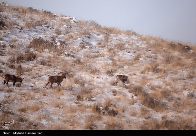 طبیعت زمستانی جزایر دریاچه ارومیه