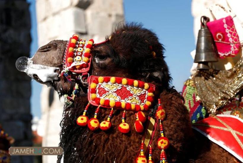 جشنواره کشتی شترها در ترکیه