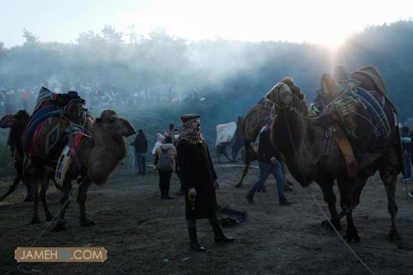 جشنواره کشتی شترها در ترکیه