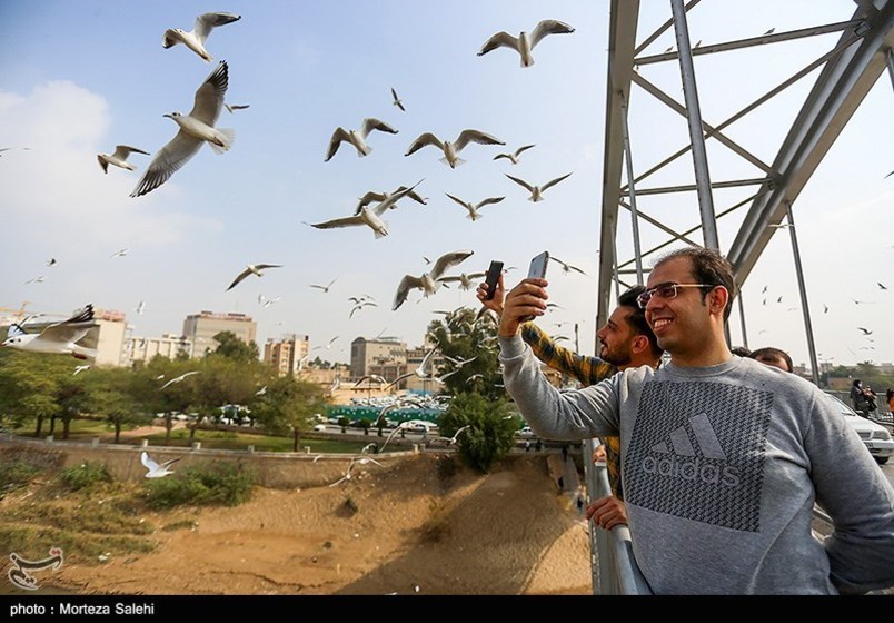 پرندگان مهاجر در رودخانه کارون اهواز