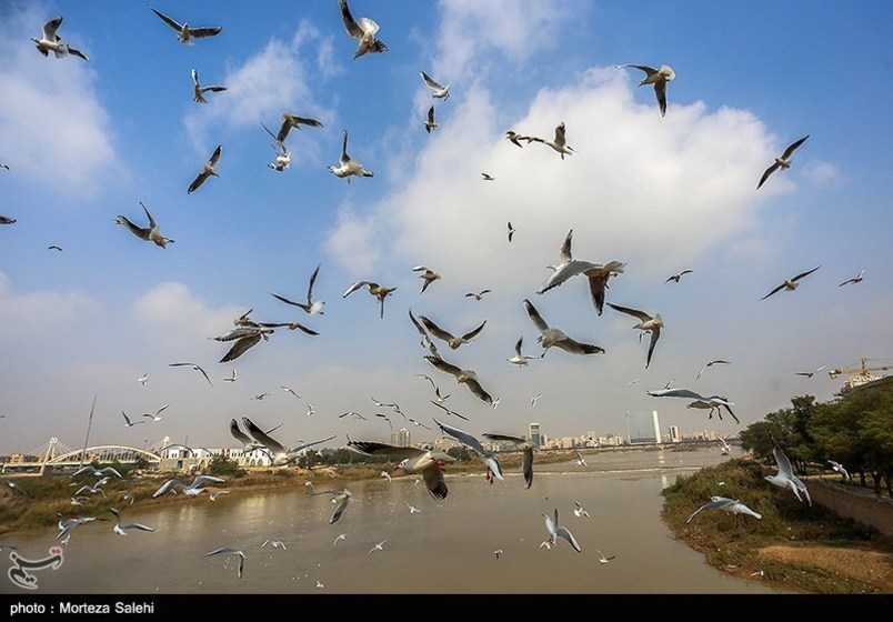 پرندگان مهاجر در رودخانه کارون اهواز