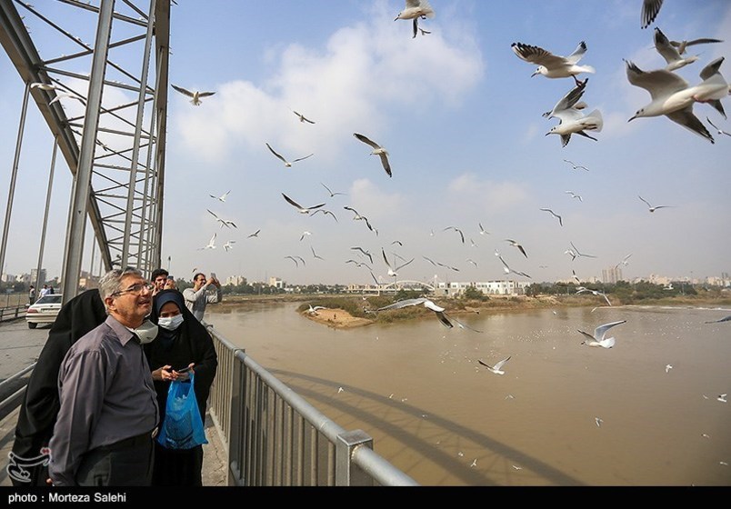 پرندگان مهاجر در رودخانه کارون اهواز