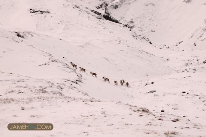 چشم انداز‌های زمستانی ایسلند