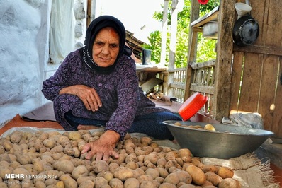 برداشت سیب زمینی در اوج گرما و گرانی