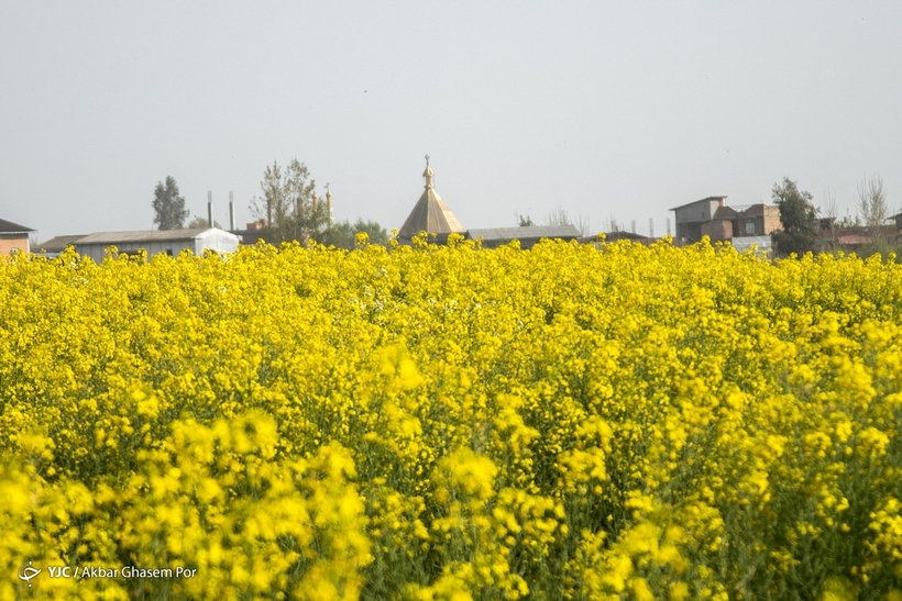 مزارع زرد کلزا - مازندران