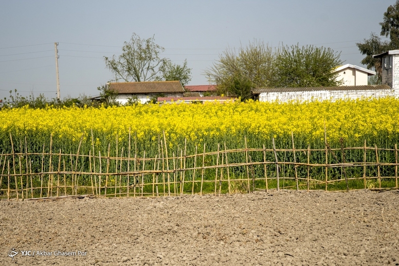 مزارع زرد کلزا - مازندران