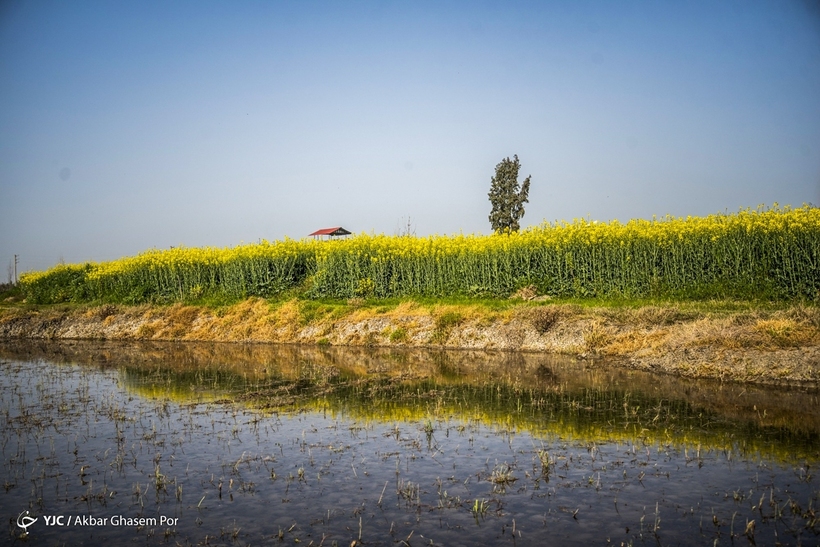 مزارع زرد کلزا - مازندران