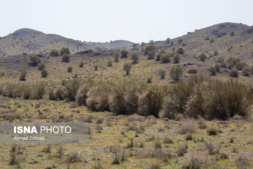 ایران‌شناسی؛ شکوفه هایی به ارزش حیات