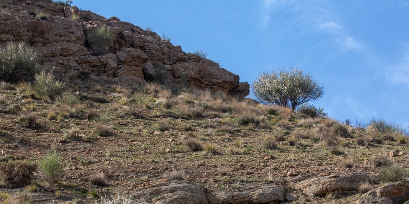 ایران‌شناسی؛ شکوفه هایی به ارزش حیات