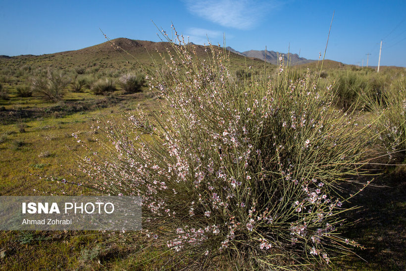 ایران‌شناسی؛ شکوفه هایی به ارزش حیات