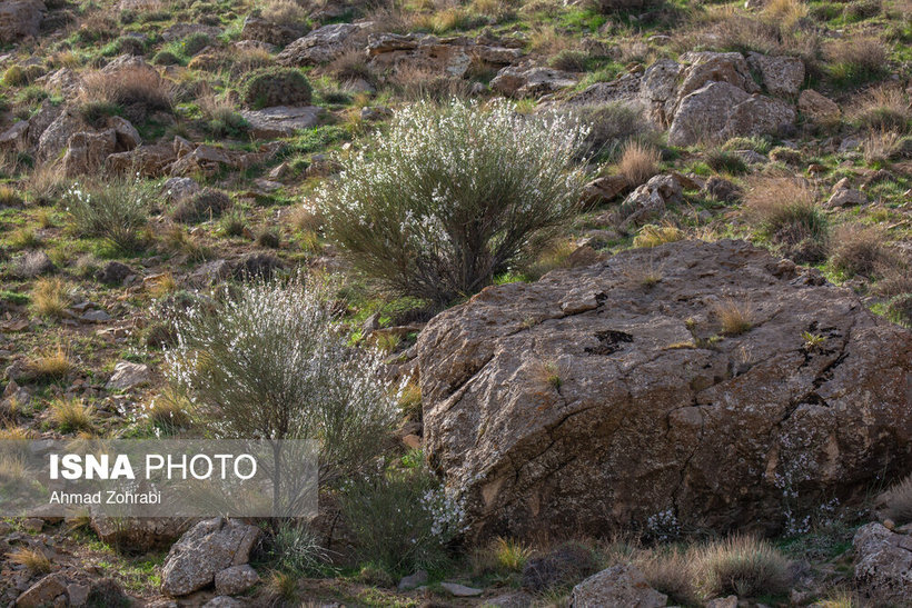 ایران‌شناسی؛ شکوفه هایی به ارزش حیات