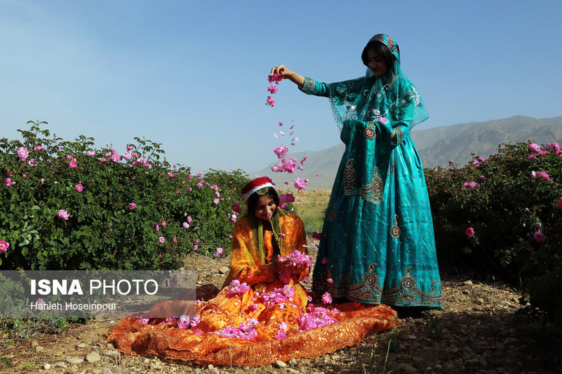 جشنواره گل و گلاب/ تصاویر