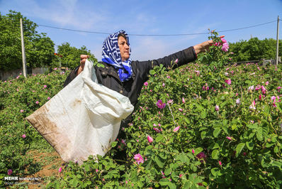 برداشت گل محمدی لیستی