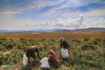 برداشت گل محمدی لیستی