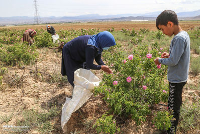 برداشت گل محمدی لیستی