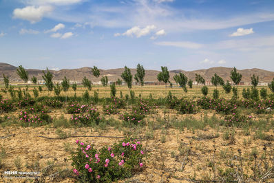 برداشت گل محمدی لیستی