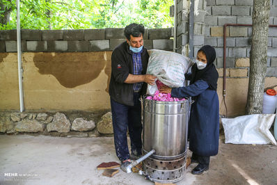 برداشت گل محمدی لیستی