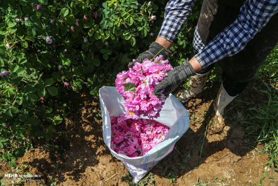 برداشت گل محمدی لیستی