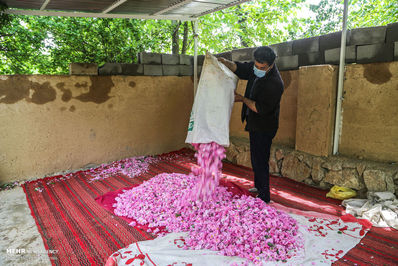 برداشت گل محمدی لیستی