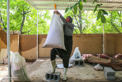 برداشت گل محمدی لیستی