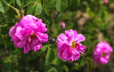 برداشت گل محمدی لیستی