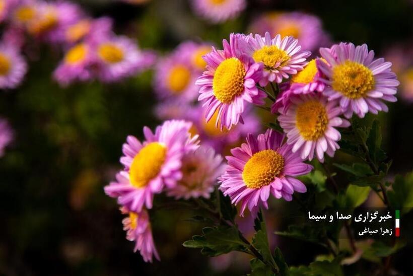 جشنواره گل‌های داودی در باغ گیاه شناسی ملی ایران