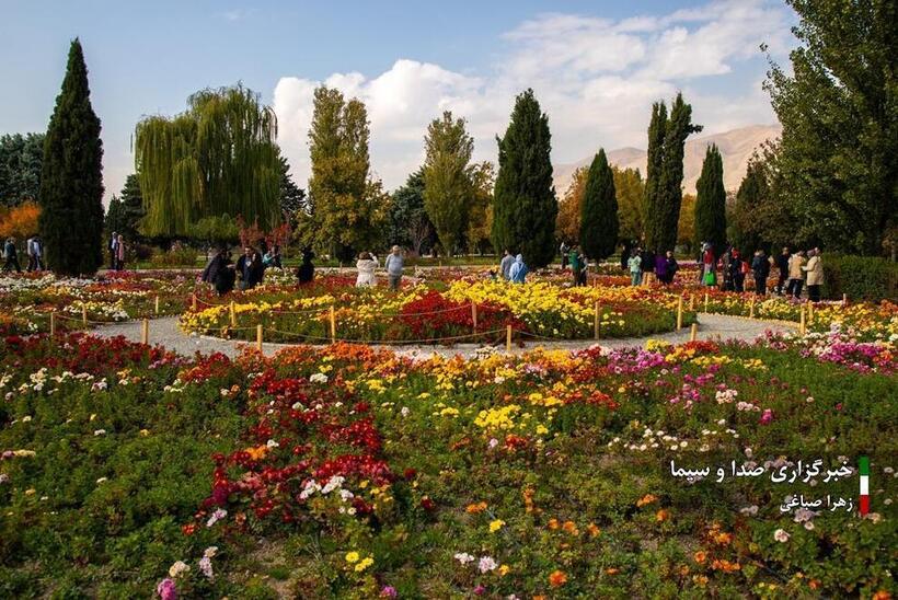 جشنواره گل‌های داودی در باغ گیاه شناسی ملی ایران