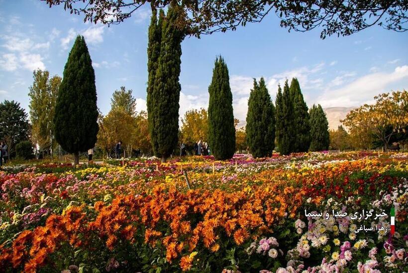 جشنواره گل‌های داودی در باغ گیاه شناسی ملی ایران