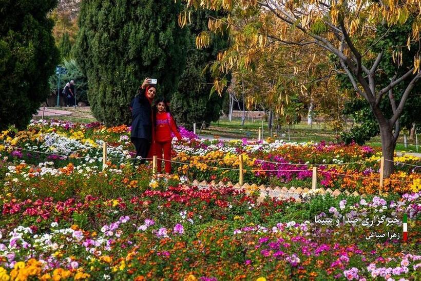 جشنواره گل‌های داودی در باغ گیاه شناسی ملی ایران