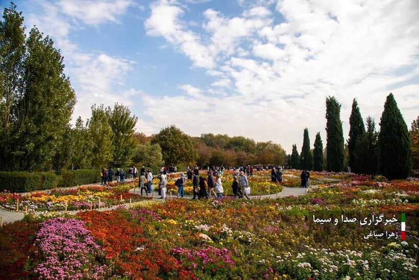 جشنواره گل‌های داودی در باغ گیاه شناسی ملی ایران