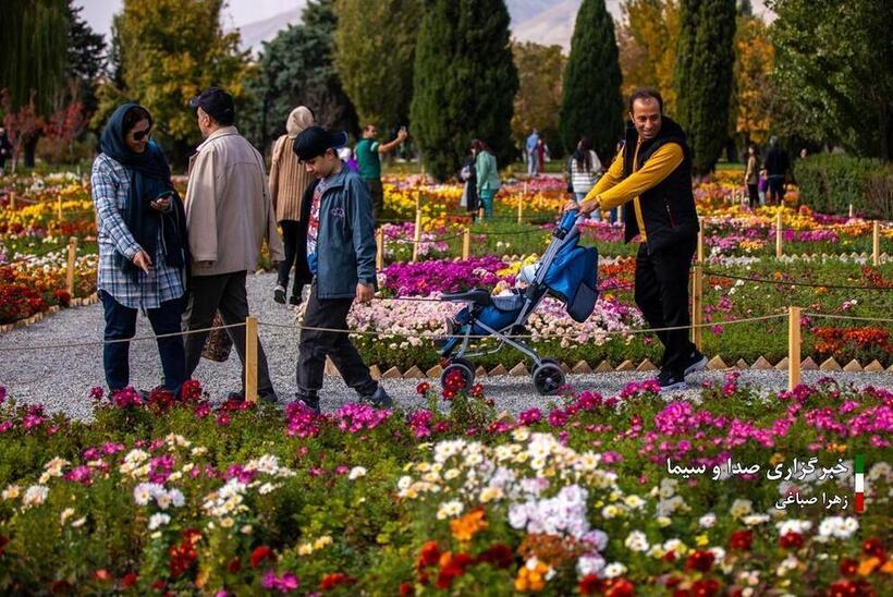 جشنواره گل‌های داودی در باغ گیاه شناسی ملی ایران